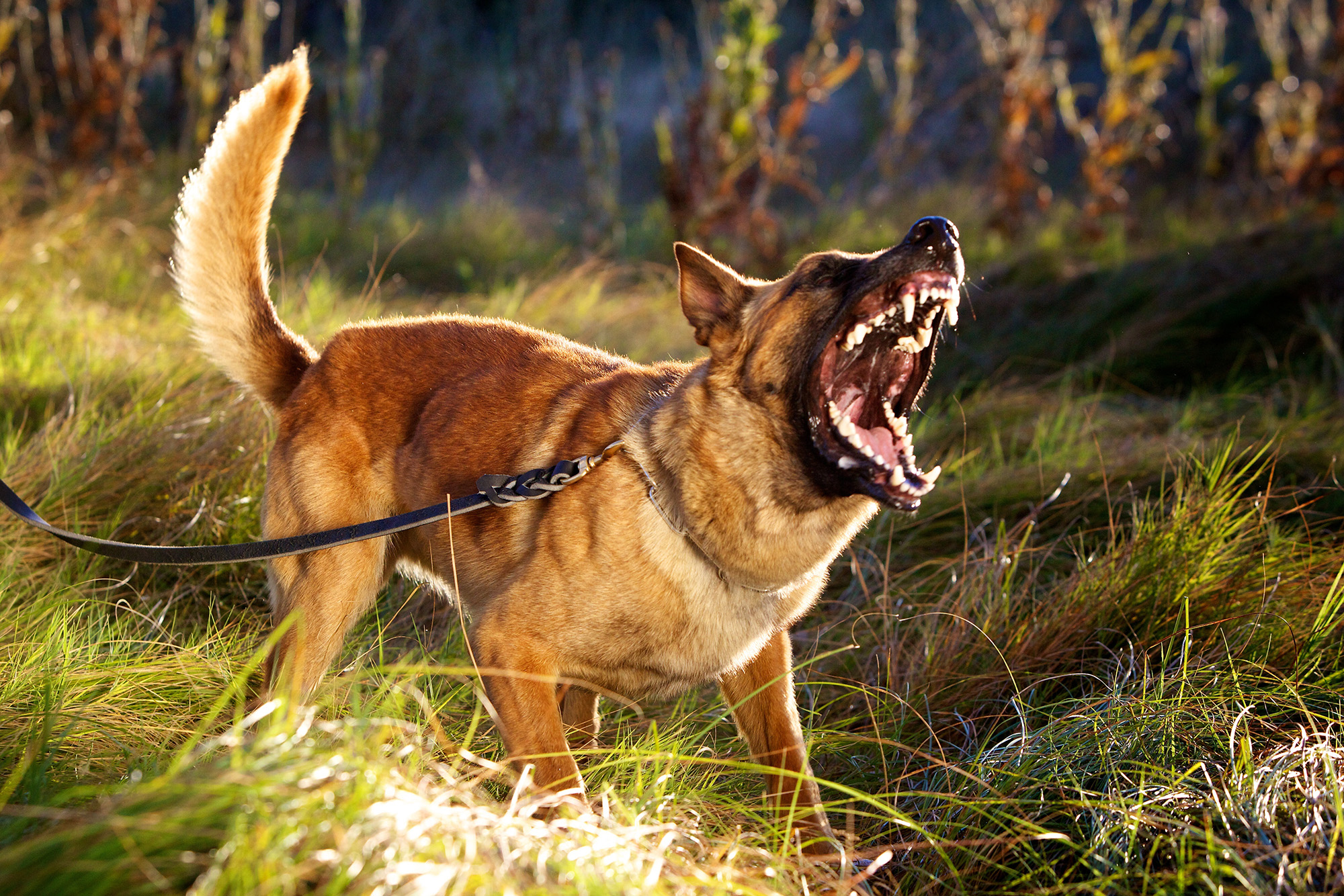 Dog Attack Birmingham, Animal Bites - Poorly trained pets, bad dog, dangerous animals